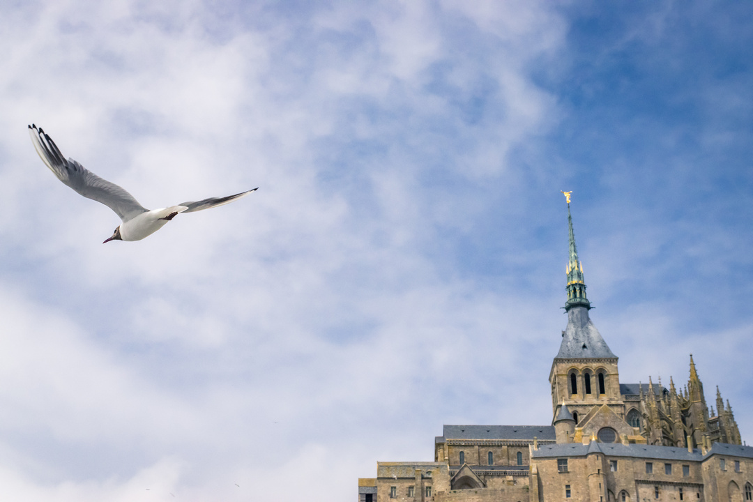 Mouette volant au dessus du Mont-Saint-Michel en Normandie