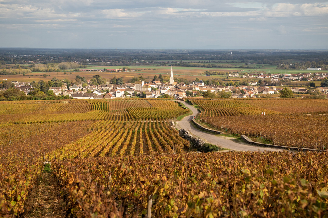 Vignes de Bourgogne à l'automne