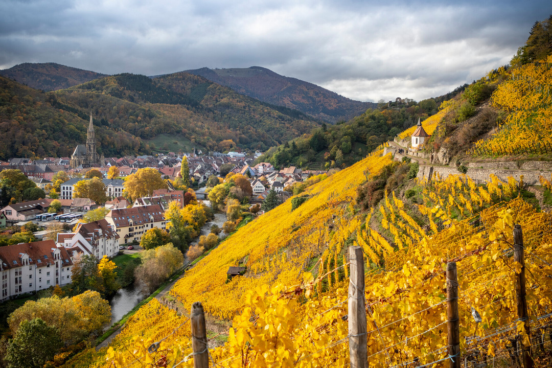 Vue sur les vignes en alsace à l'automne